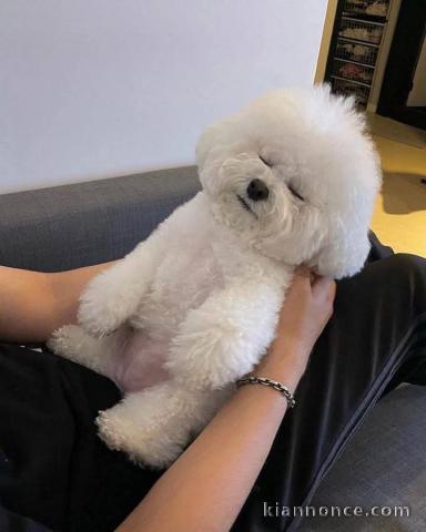 adoption chiot bichon frisé femelle 