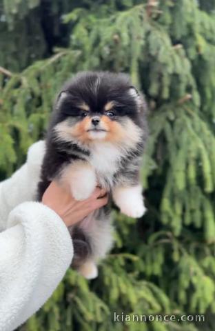 chiots spitz nain Poméranie à donner 