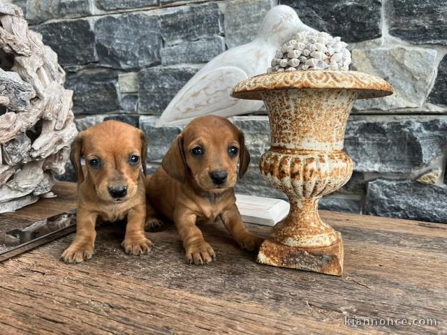 he donne chiot Teckel disponibles 