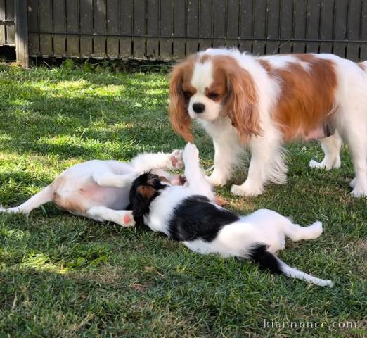 chiots cavalier king charle femelle a donner 