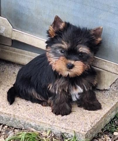 je donne chiot Yorkshire disponible 