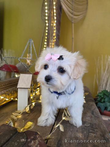 chiot bichon frisé a donner 