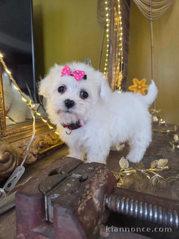 chiot bichon femelle a donner 