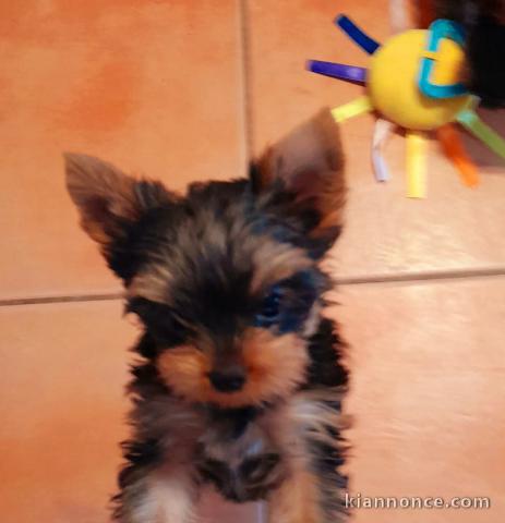 chiot Yorkshire femelle a donner 