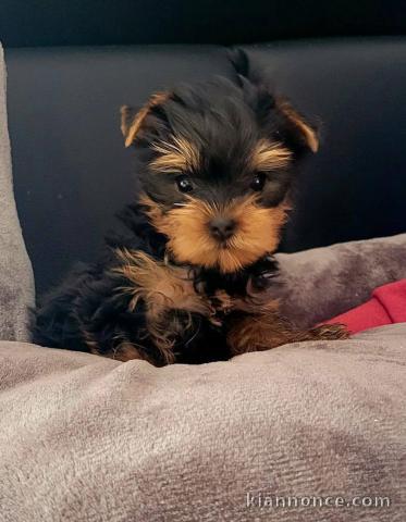bébé chiot Yorkshire femelle a donner 