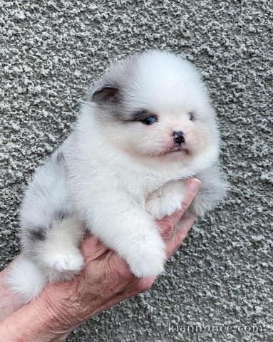 chiot spitz allemand à adopter urgent 