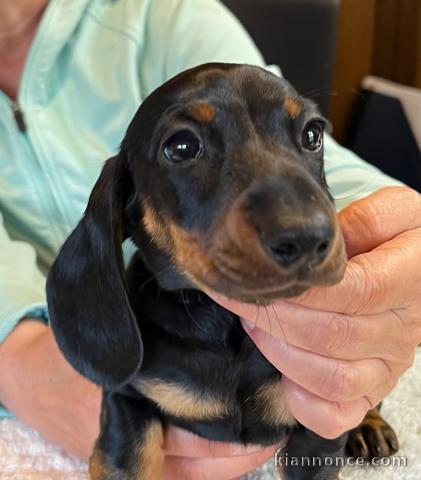 chiot teckel a donner contre bon soin 