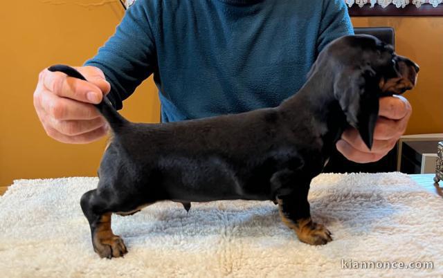 chiot teckel a donner contre bon soin 