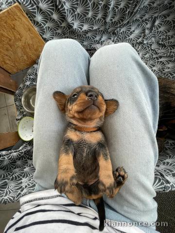 bébé chiot type teckel a donner 