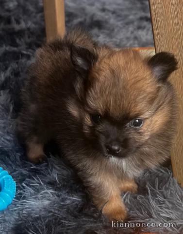 chiot spitz nain disponible pour vous 