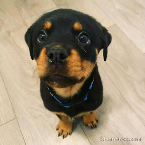 chiot rottweiler à adopter 