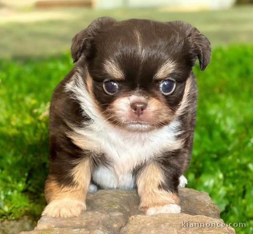 chiot chihuahua mâle a donner 