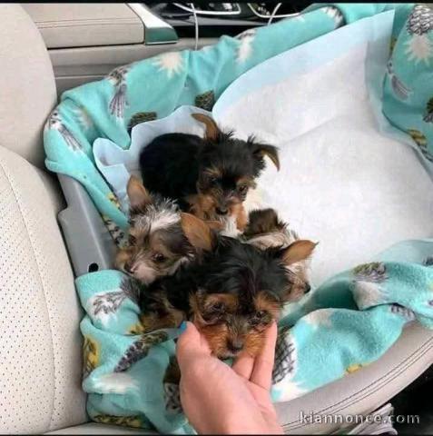 je donne chiot Yorkshire femelle 