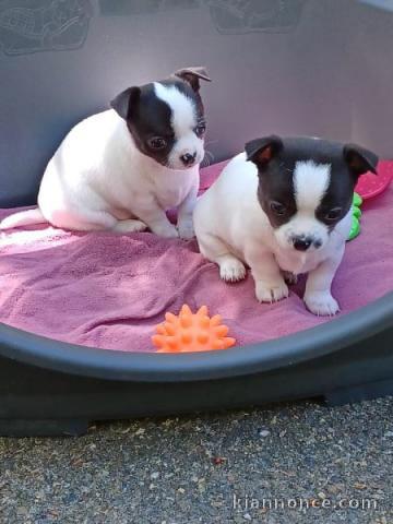 chiot chihuahua a donner mâle et femelle 