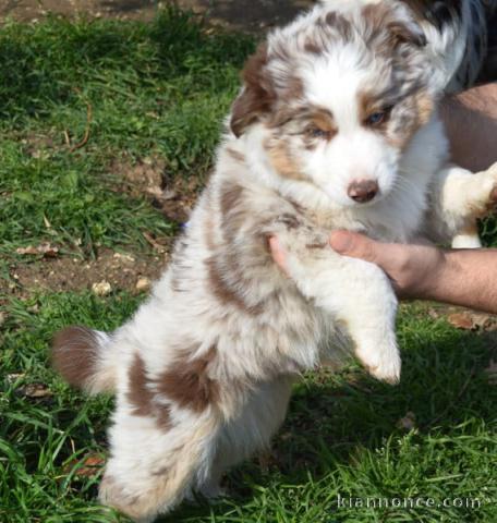 magnifique chiot berger australien mâle 