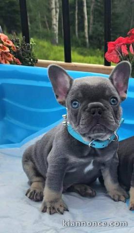 je donne chiot bulldog français mâle 