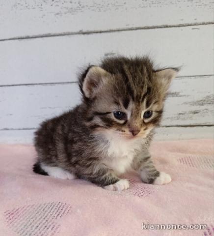 Bébé chaton disponible sibérien 