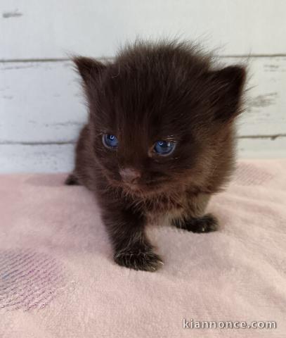 Adorable chaton sibérien disponible 