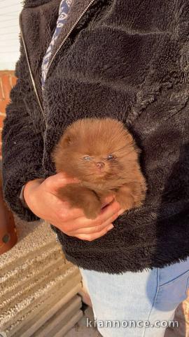 chiot spitz allemand à adopter disponible de suite 