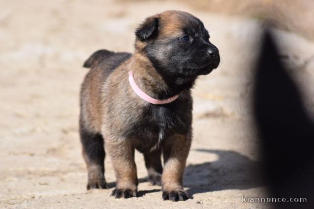 chiot berger malinois a donner 