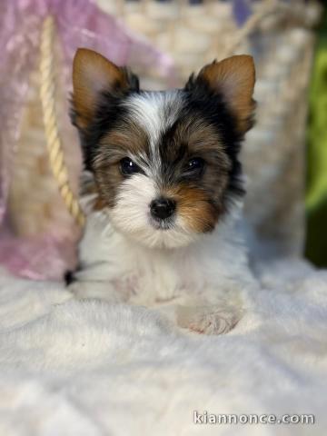 Je donne chiot Yorkshire 