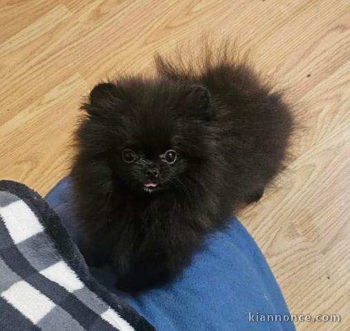 Chiots spitz nain disponible 