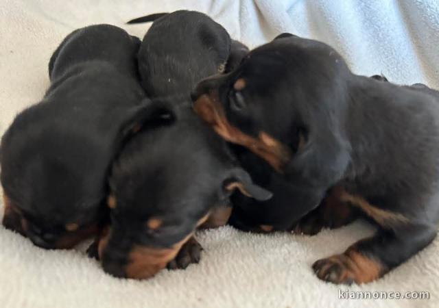 Chiots Teckel nain a donner 