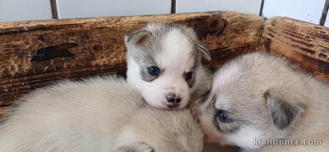 Adoption chiot pomsky mâle disponible 