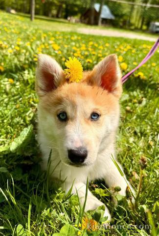 Chiots pomsky mâle à donner 