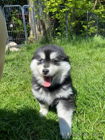Chiots pomsky à donner 