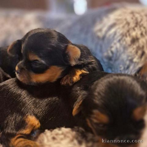 Adoption chiot Yorkshire disponible 