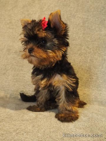 Je donne chiot Yorkshire 