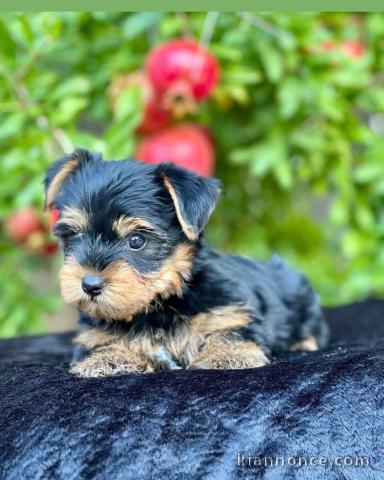 Bébé chiot Yorkshire femelle a donner 