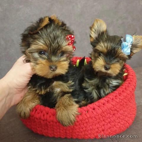 Chiots Yorkshire terrier disponible de suite 
