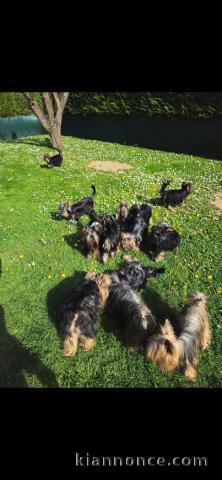 chiots Yorkshire terrier à adopter 