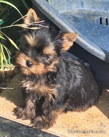 Bébé chiot Yorkshire terrier mâle a donner 