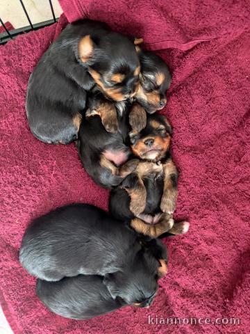 Adopter chiot York disponible 