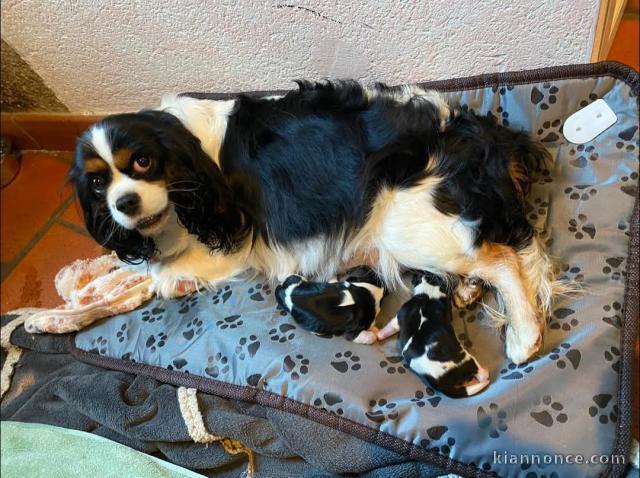 Chiots cavalier king charle disponible pour adoption 