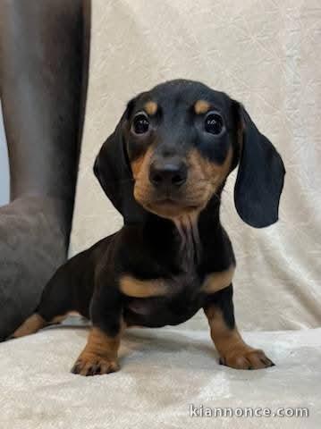 chiots teckel à adopter disponible 