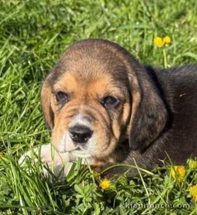 Chiots beagle disponible pour adoption 