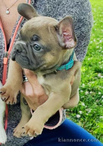 Bébé chiot bulldog français mâle à donner 