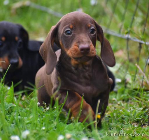 chiot teckel nain à donner 