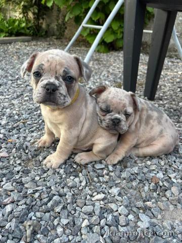 Adoption chiot bouledogue français mâle et femelle 