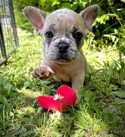 Je donne chiot bouledogue français 