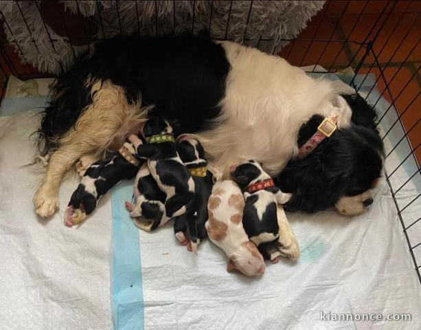 Chiots cavalier king charle disponible 