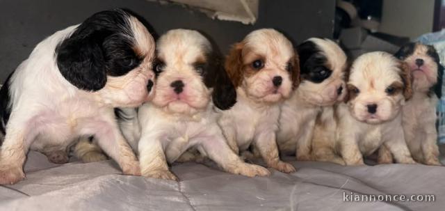 Portée des petits chiots cavalier king charle à adopter 