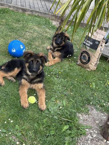 Je donne chiot berger allemand disponible 
