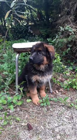 Bébé chiot berger allemand disponible 