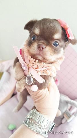 Bébé chiot chihuahua à adopter 
