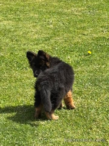 chiots berger allemand disponible pour adoption 